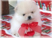 Home Trained Pomeranian Puppies for sale.