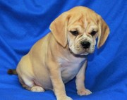 Potty Trained Puggle Puppies For Sale.