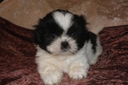 Shih Tzu Puppies For Sale