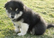 Alaskan Malamute Puppies for sale.