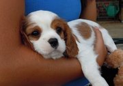 Cavalier King Charles Spaniel Puppies For Sale