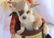 Chihuahua Puppies For Sale