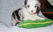 Australian Shepherd Puppies For Sale.