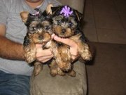 Beautiful Teacup Yorkies for X-Mas 