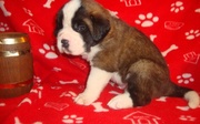 Lovely Saint Bernards' Puppies 