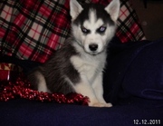 Adorable Siberian Huskey Puppies