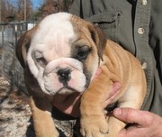 Playful male and female English bulldog in Blackpool city. !!