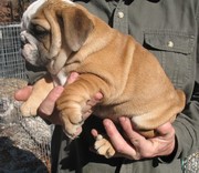 Nice looking English bulldog puppies for you.