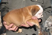 Home Trained English bulldog puppies.