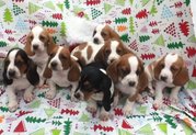  AFFECTIONATE Basel hound puppies(chantehc@yahoo.com)