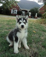 home train Siberian husky puppies ready to go