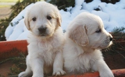 12 Weeks old Golden Retrievers puppies for sale