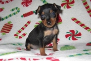 Playful Miniature Pinscher puppies for sale