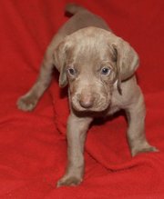 Smart Weimaraner puppies for sale