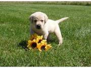 Marvelous female Labrador Retriever