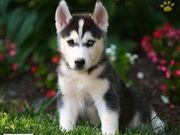 Outstanding blue eyes  male and female siberian husky puppies