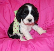 cocker spaniel puppy