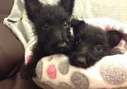 U K C Register Pure Black Scottish Terrier Puppies For Sale.