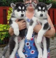 3Rd Third Generation Alaskan Malamute Puppies.