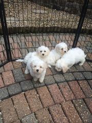 Pure White Bichon Friese Puppies For Sale.