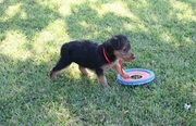 Airedale Terrier Puppies For Sale Now