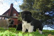 heartening Akita Puppies For Sale