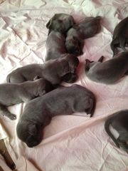  Great Dane Puppies FOR YOUR LOVING HOME