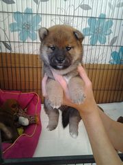 Kc Registered Shiba Inu Puppies For Sale!