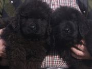 Stunning Newfoundland Pups For Sale