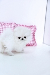 Beautiful Pomeranian Puppies up for Adoption