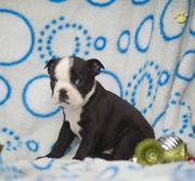 BOSTON TERRIER PUPPY FOR SALE