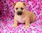 Beautiful Cairn Terrier Puppies For Sale