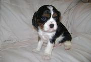 Beautiful Cavalier King Charles Spaniel Puppies