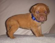 Pedigree Dogue De Bordeaux Puppies for sale