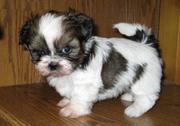 Shih+tzu+dogs+for+sale+liverpool