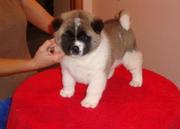 Cute Akita Puppies for sale