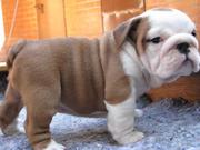 Beautifull English bulldog puppies for adoption