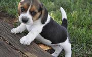 Beautiful,  friendly,  and playful,  Beagle Puppies for Sale 