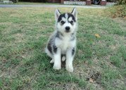 home train Siberian husky  puppies for good home