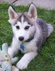 siberian husky puppies for adoption