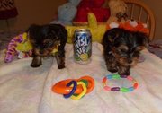 Cute Teacup Yorkies Puppies Ready 