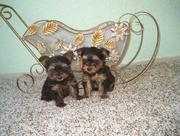 Teacup Yorkie Puppies for Free Adoption Classified Ad 