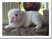 Female Bull dog puppy