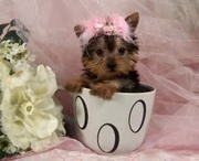 Akc register Yorkshire terrier babies available for Adoption.