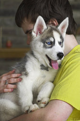 adorablesiberain husky puppiesnfor adoption