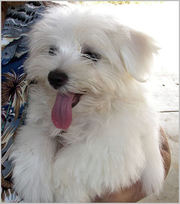 Two Lovely Maltese Puppies