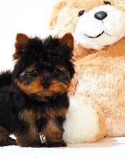 Male and Female Yorkshire puppies