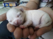 stunning chihuahua pups dlc 3 gen ped