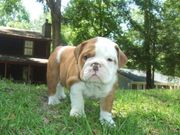 Cute and Adorable English Bulldog Puppies For Adoption