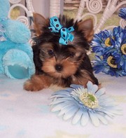 X-Mass Yorkie puppies